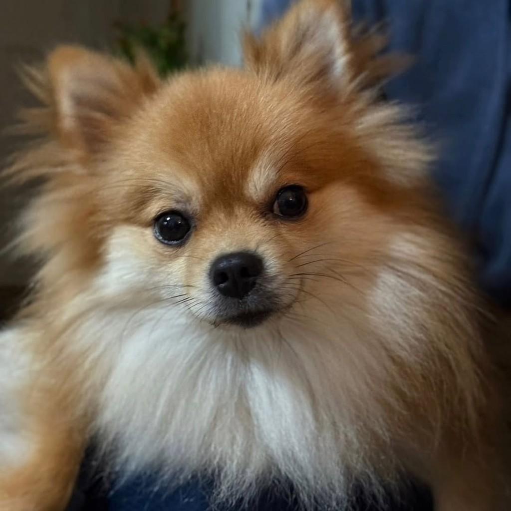 Pudim, cachorro de porte pequeno para adoção em Porto Alegre - RS