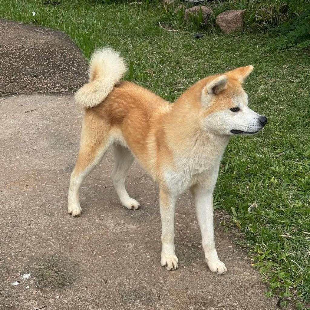 Goriyu, cachorro de porte médio para adoção em Porto Alegre - RS