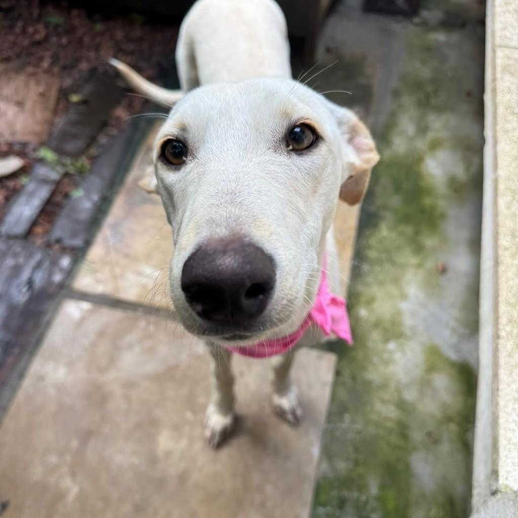 Dasha, cadela de porte médio para adoção em Porto Alegre - RS