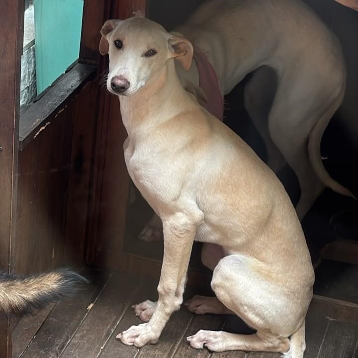 Ziggy, cachorro de porte médio para adoção em Porto Alegre - RS