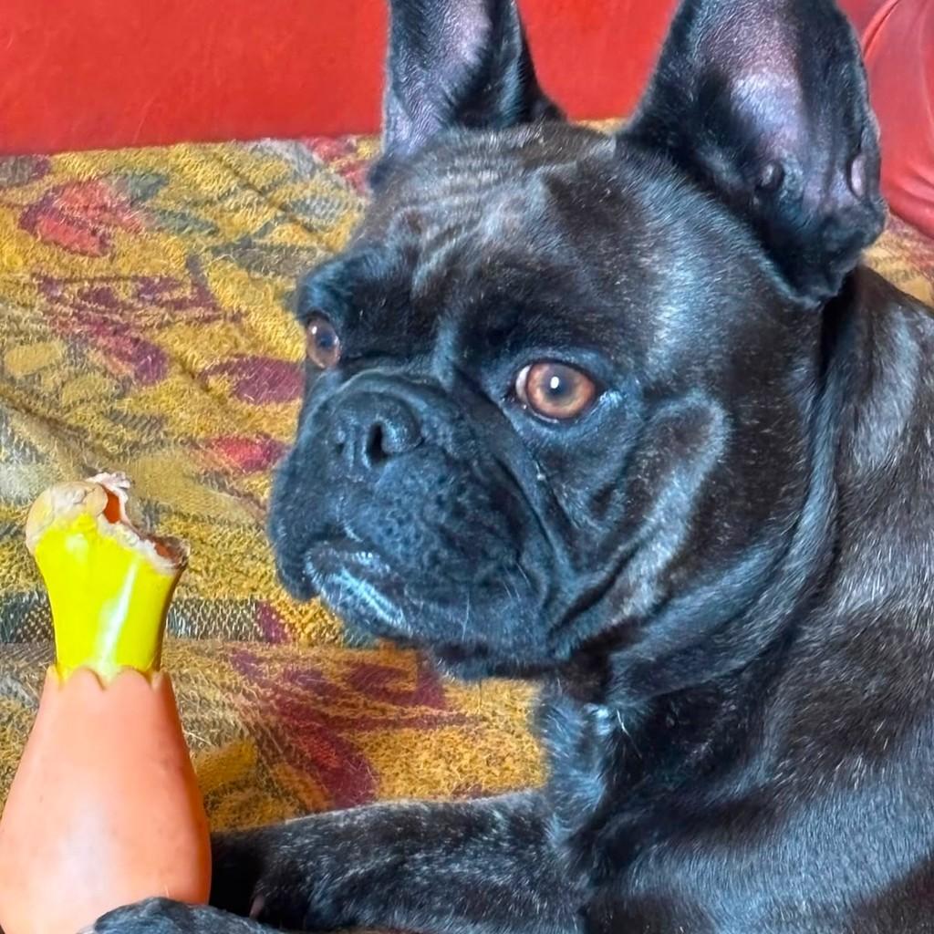 Lola, cadela de porte médio para adoção em Porto Alegre - RS
