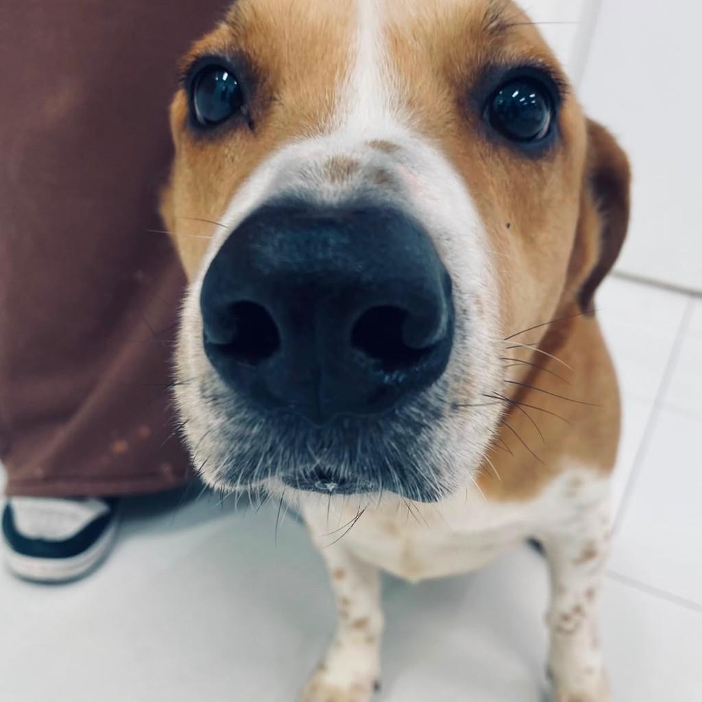 Ságaz, cachorro de porte médio para adoção em Porto Alegre - RS