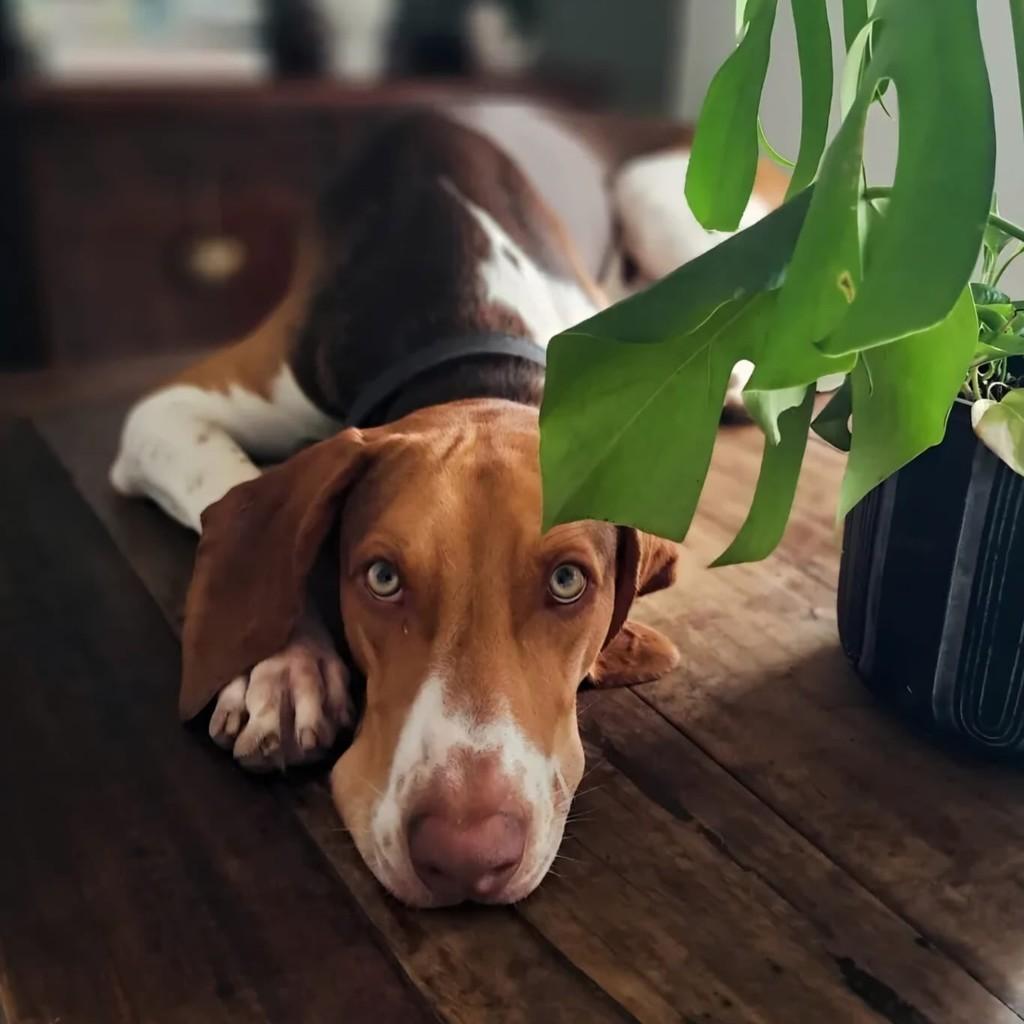 Noah, cachorro de porte grande para adoção em Porto Alegre - RS