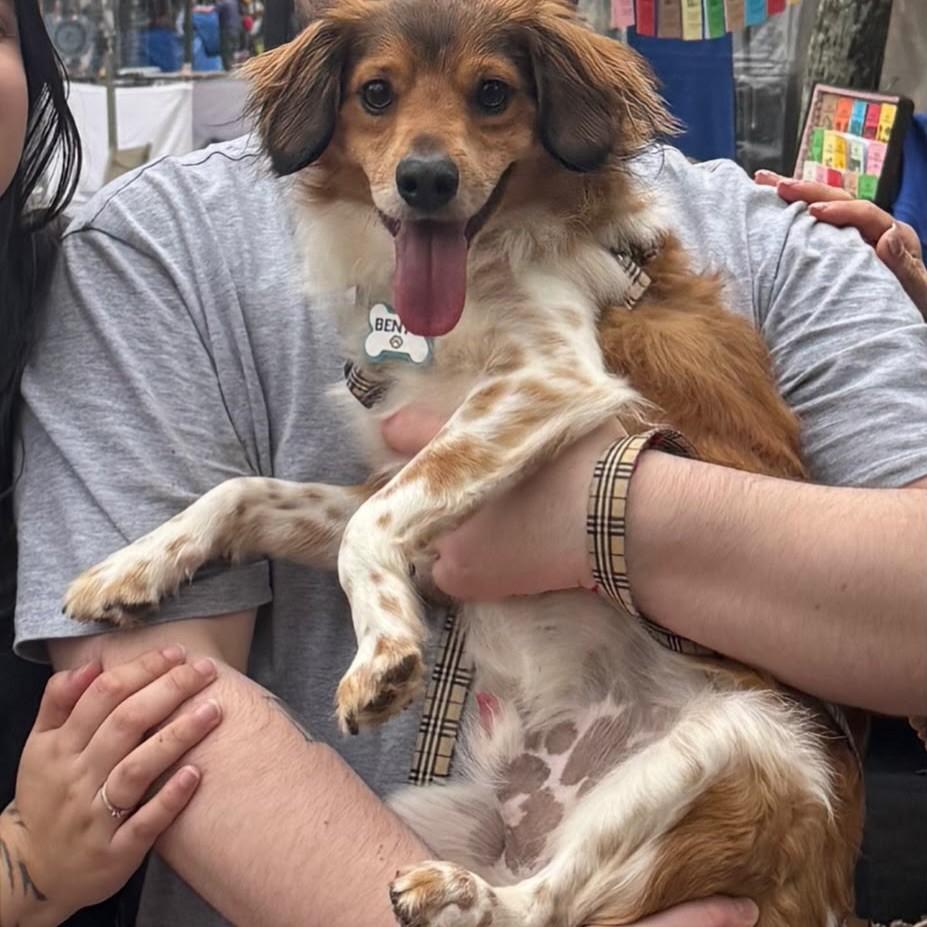 Bento, cachorro de porte pequeno para adoção em Porto Alegre - RS