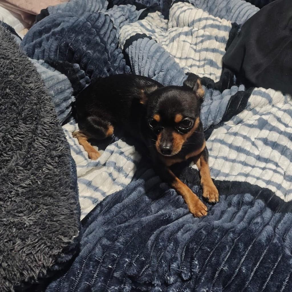 Café, cachorro de porte pequeno para adoção em Porto Alegre - RS