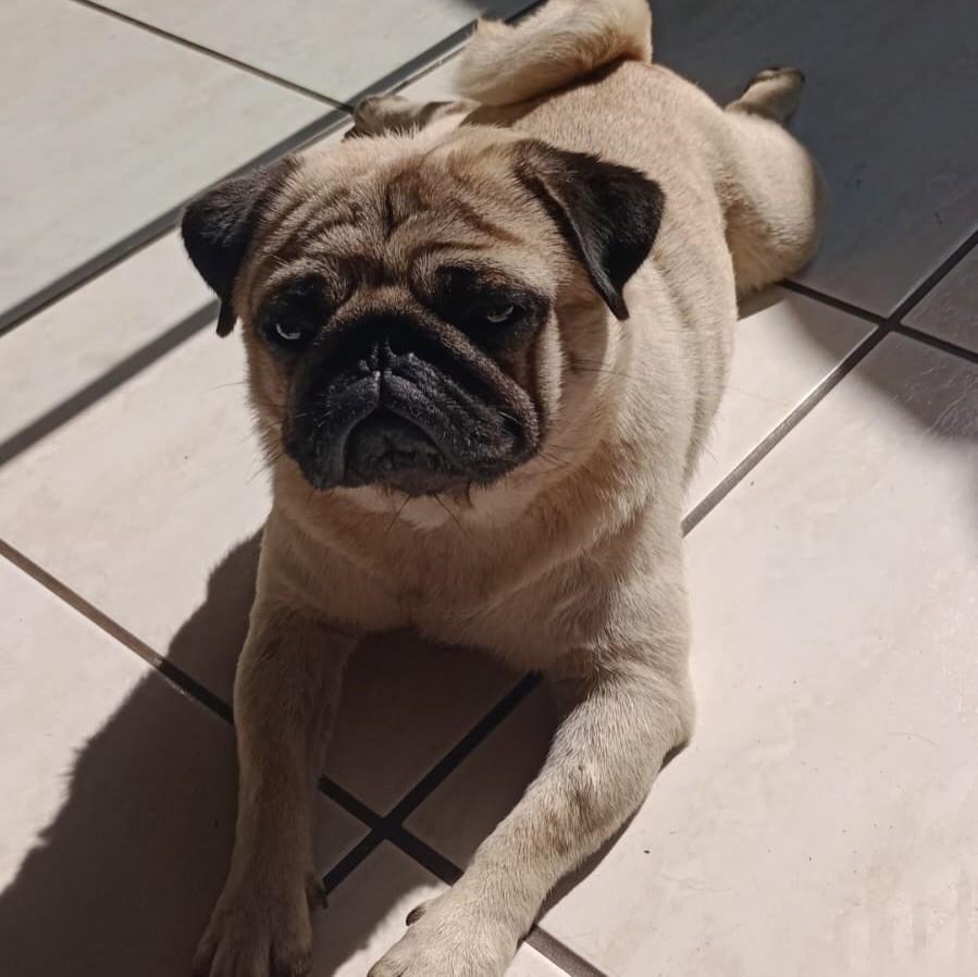 Kiko, cachorro de porte pequeno para adoção em Porto Alegre - RS