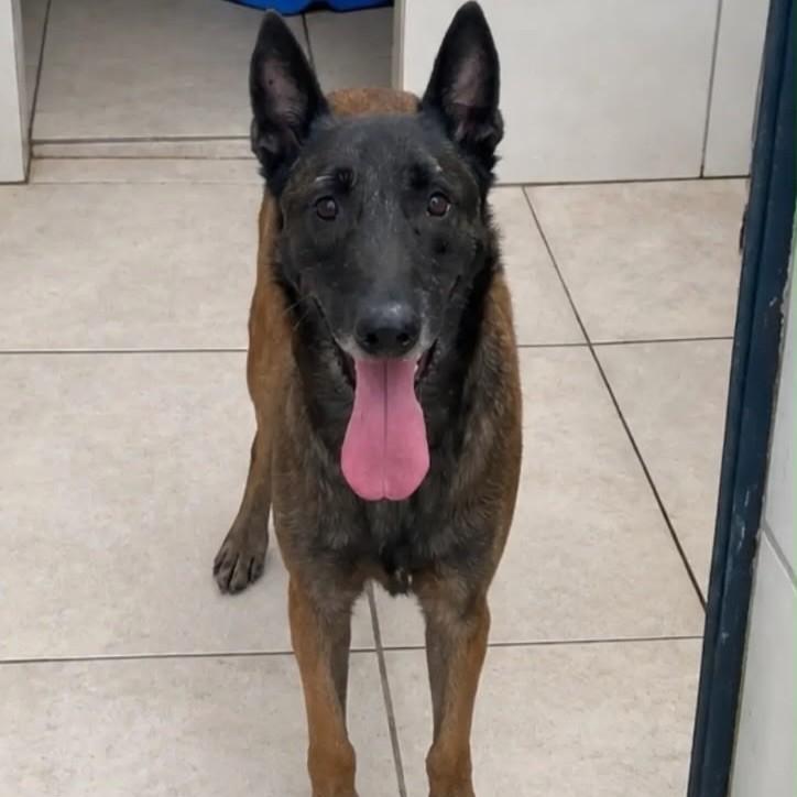 Sansão, cachorro de porte grande para adoção em Porto Alegre - RS
