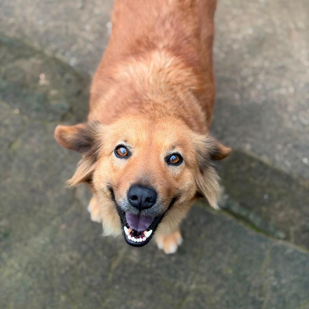 Benjamin, cachorro de porte médio para adoção em Porto Alegre - RS
