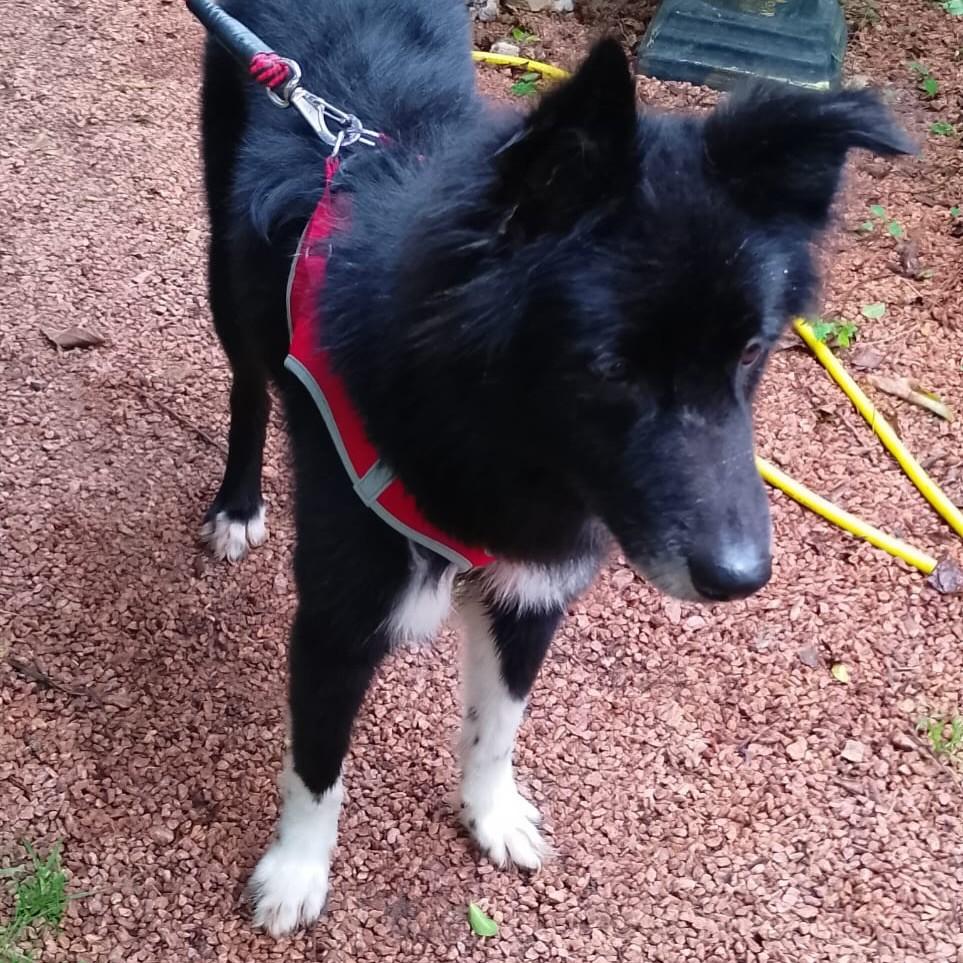 Rex, cachorro de porte médio para adoção em Porto Alegre - RS