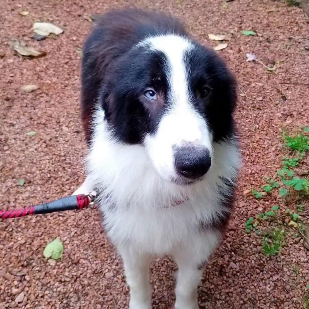 Bolt, cachorro de porte médio para adoção em Porto Alegre - RS