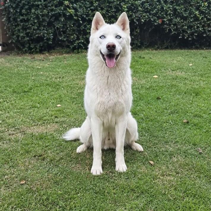 Ghost, cachorro de porte grande para adoção em Porto Alegre - RS