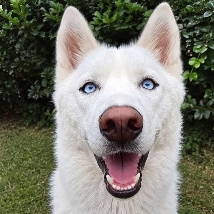 Ghost, cachorro de porte grande para adoção em Porto Alegre - RS — foto 2 de 3