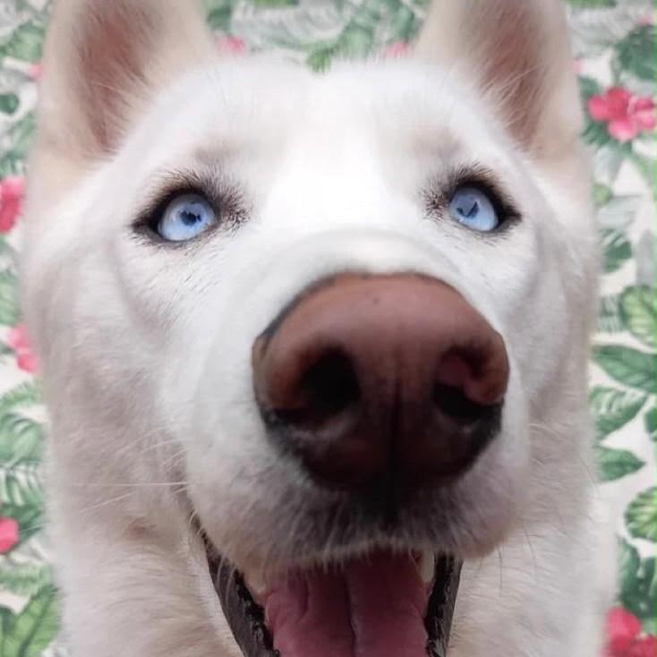 Ghost, cachorro de porte grande para adoção em Porto Alegre - RS — foto 3 de 3