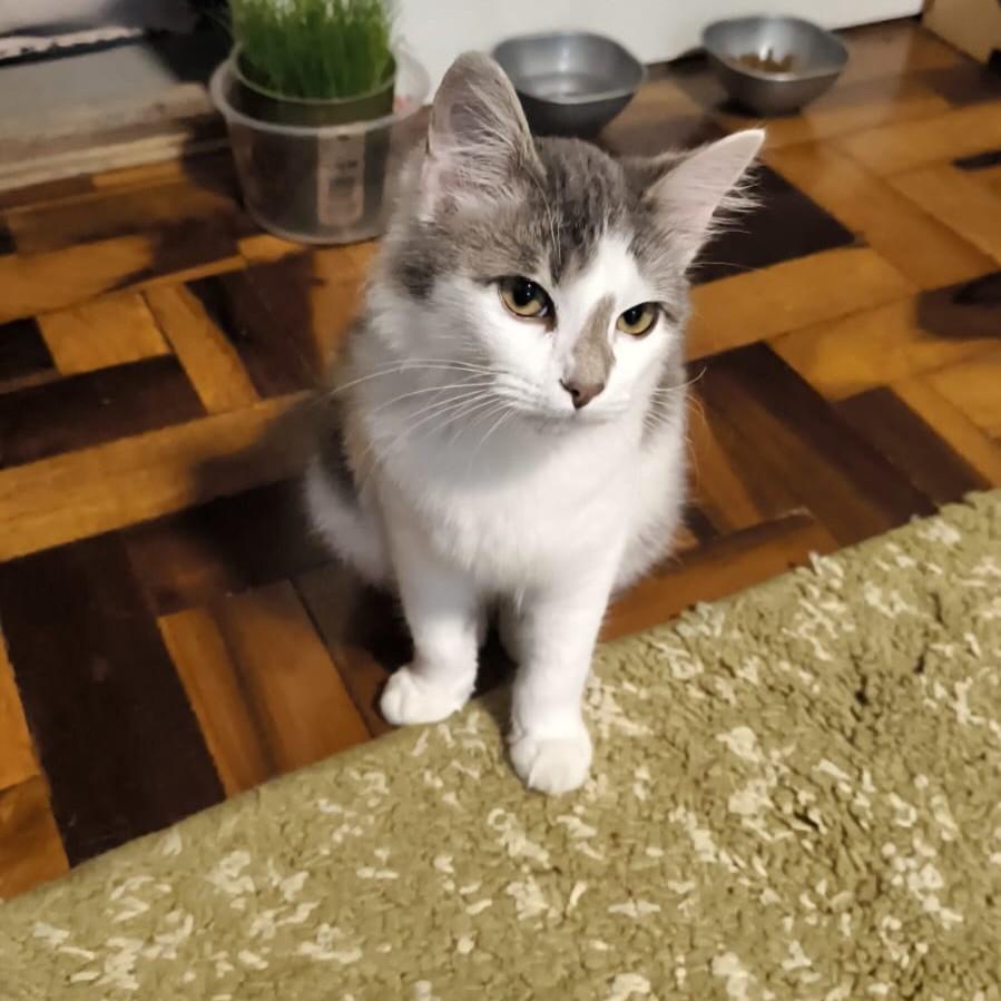 Frida, gata de porte médio para adoção em Porto Alegre - RS — foto 2 de 4