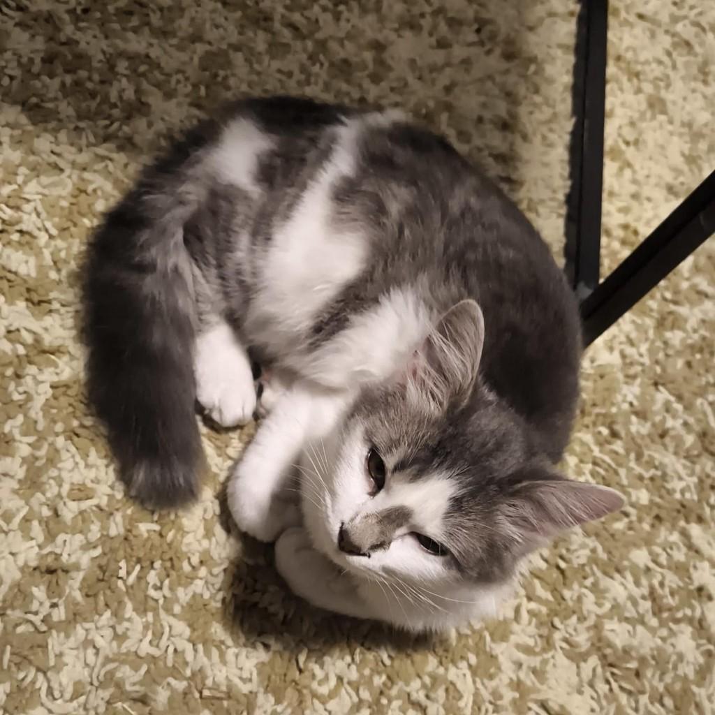 Frida, gata de porte médio para adoção em Porto Alegre - RS — foto 3 de 4