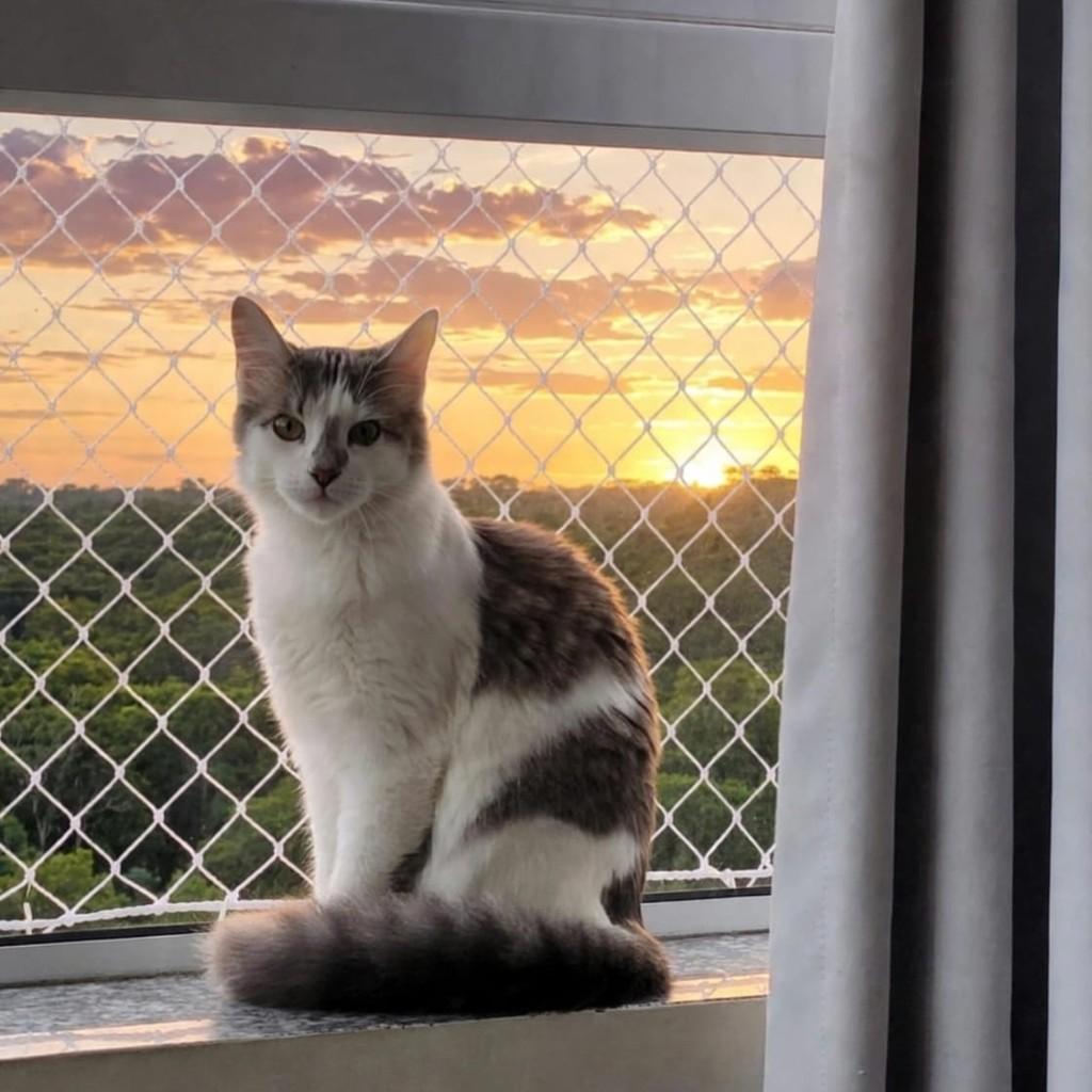 Frida, gata de porte médio para adoção em Porto Alegre - RS — foto 4 de 4