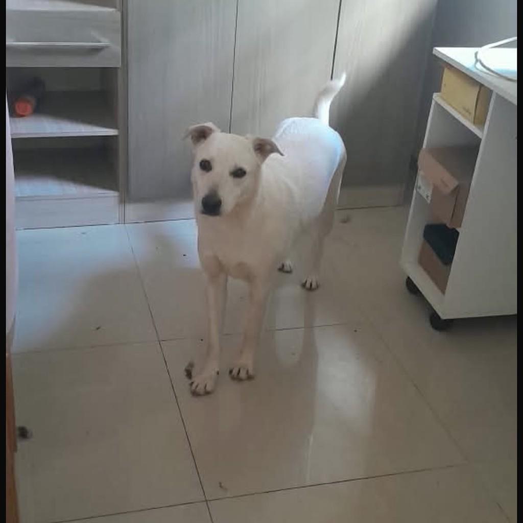 Branca, cadela de porte médio para adoção em Porto Alegre - RS — foto 2 de 3