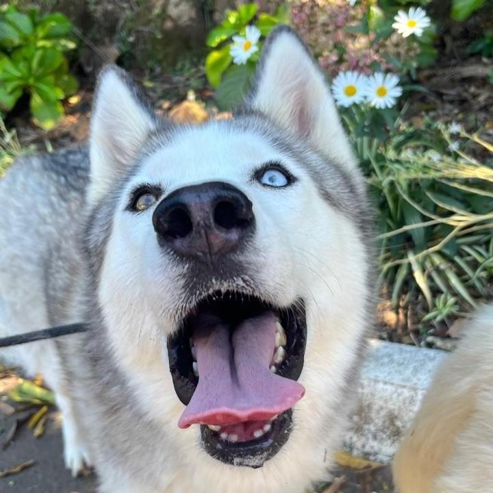 Freya, cadela de porte médio para adoção em Porto Alegre - RS