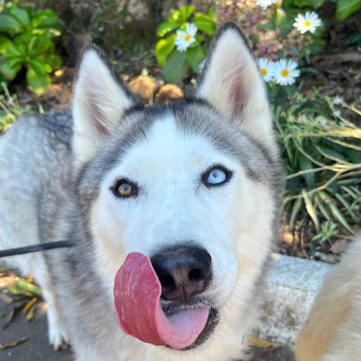 Freya, cadela de porte médio para adoção em Porto Alegre - RS — foto 2 de 2