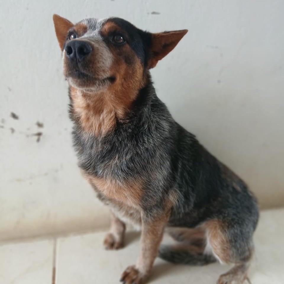 Guri, cachorro de porte médio para adoção em Porto Alegre - RS
