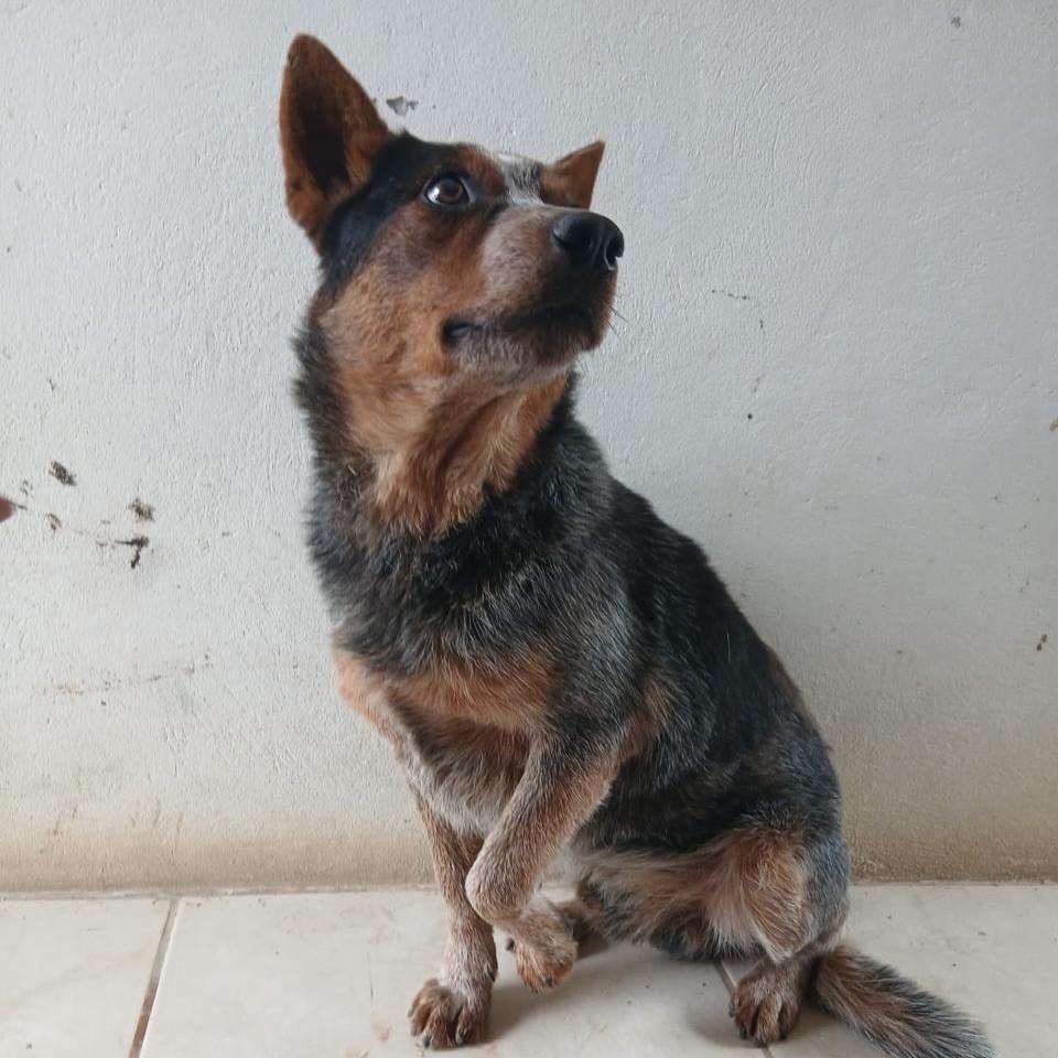 Guri, cachorro de porte médio para adoção em Porto Alegre - RS — foto 2 de 2