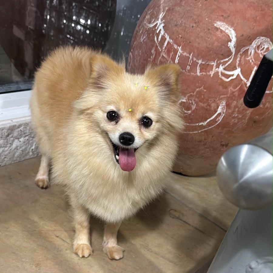 Chanel, cadela de porte pequeno para adoção em Porto Alegre - RS — foto 3 de 3