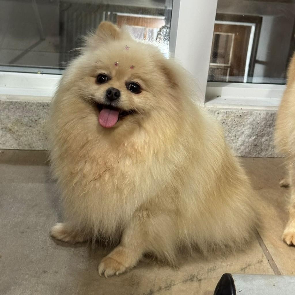 Leona, cadela de porte pequeno para adoção em Porto Alegre - RS — foto 2 de 2
