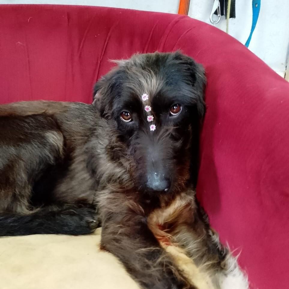 Felipa, cadela de porte médio para adoção em Torres - RS — foto 3 de 4