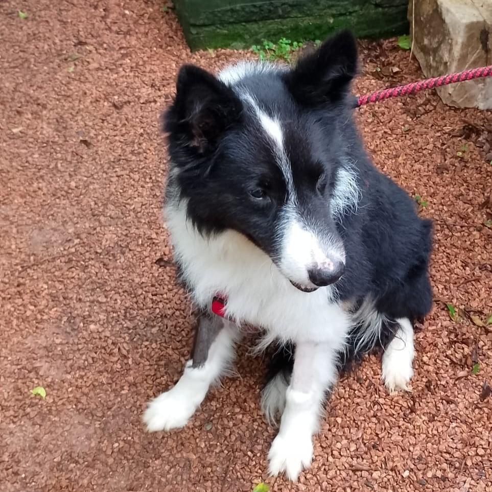 Frank, cachorro de porte médio para adoção em Porto Alegre - RS