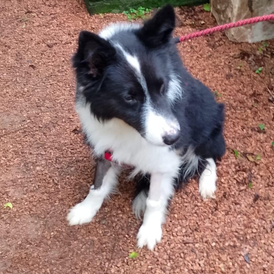 Frank, cachorro de porte médio para adoção em Porto Alegre - RS — foto 2 de 3