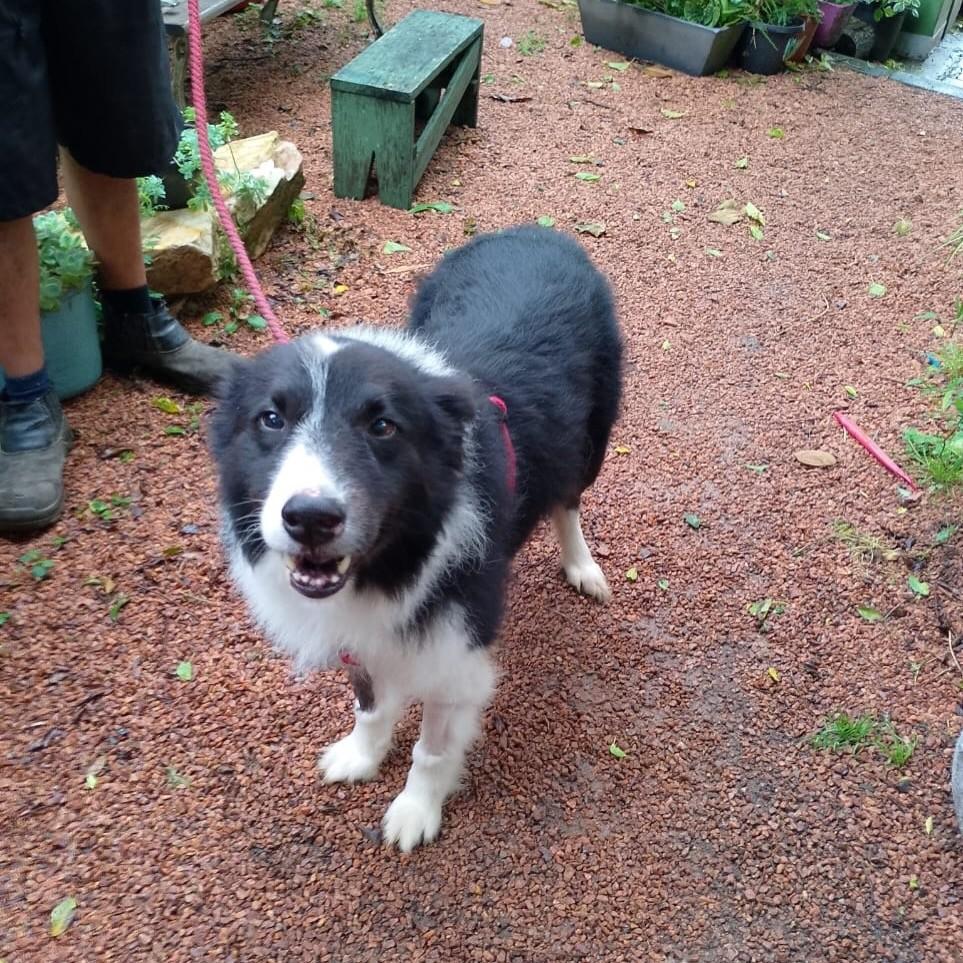 Frank, cachorro de porte médio para adoção em Porto Alegre - RS — foto 3 de 3