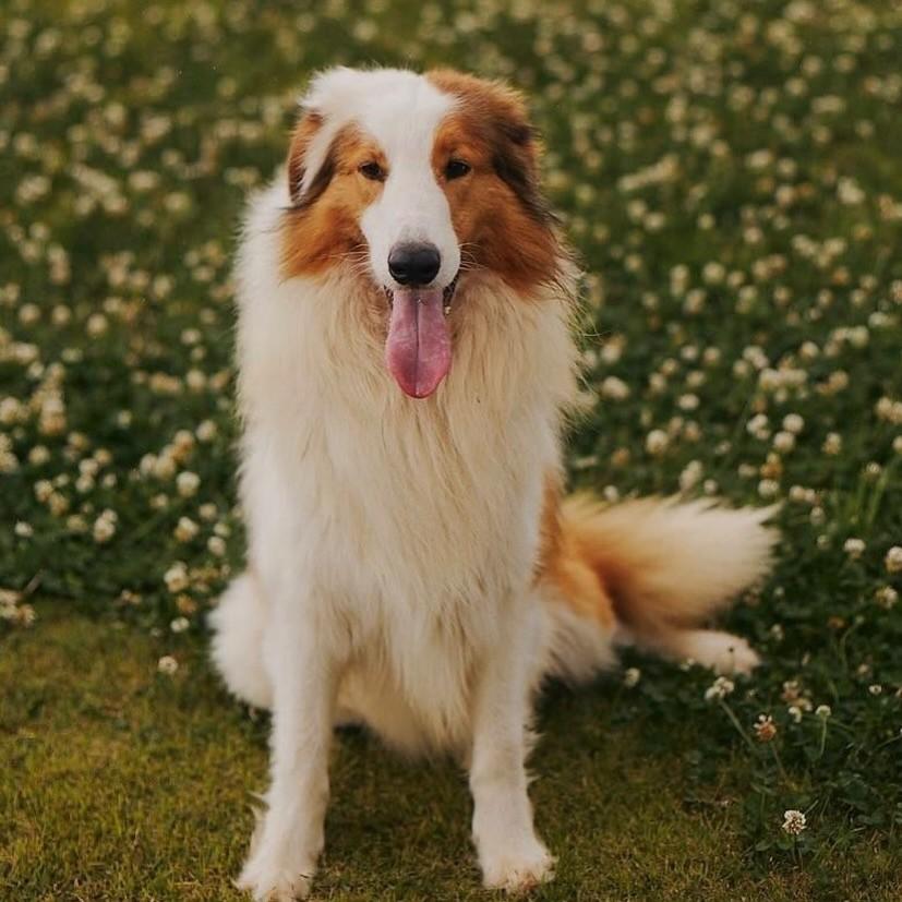 Ragnar, cachorro de porte grande para adoção em Porto Alegre - RS