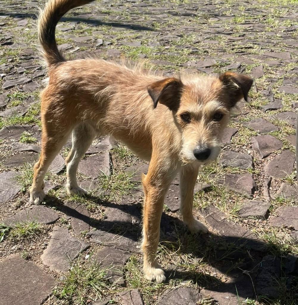 Fiapo de Manga, cachorro de porte pequeno para adoção em Canela - RS