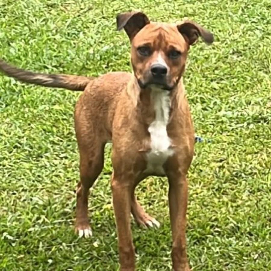 Amendoim, cachorro de porte pequeno para adoção em Canela - RS