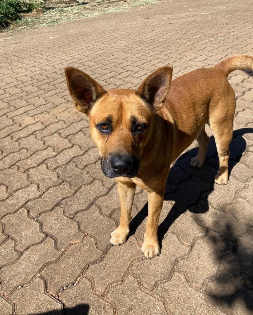 Caramelo, cachorro de porte médio para adoção em Canela - RS