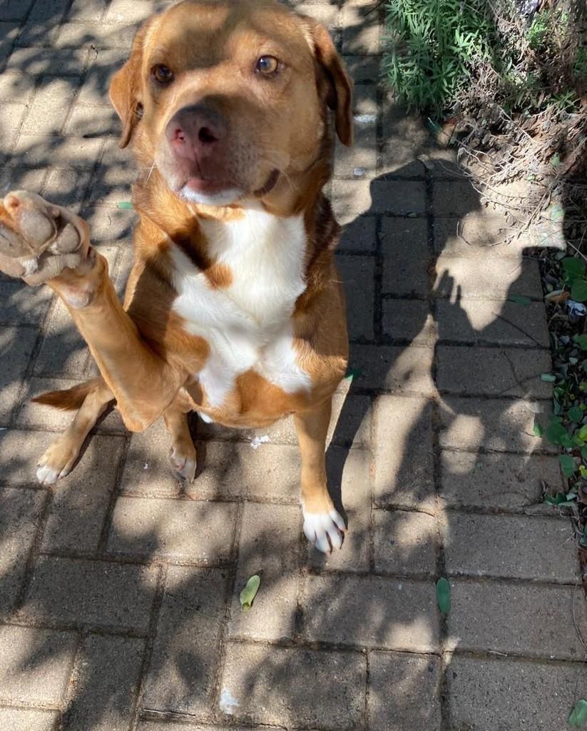 Alemão, cachorro de porte médio para adoção em Canela - RS