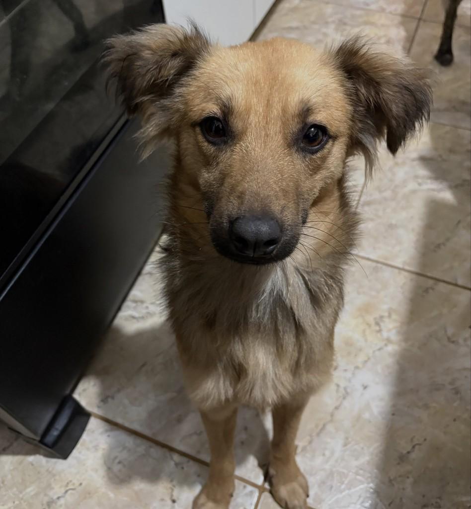 Ozzy, cachorro de porte médio para adoção em Canela - RS