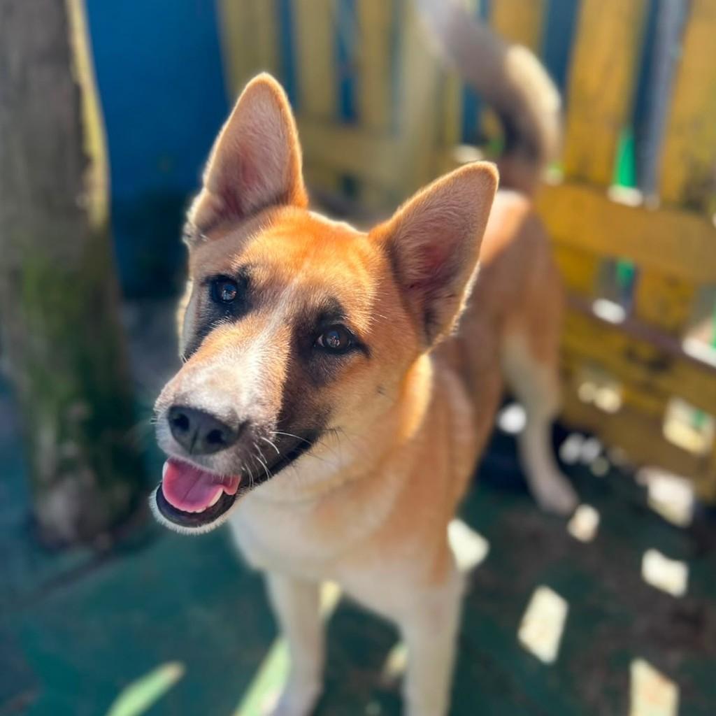 Sol, cadela de porte pequeno para adoção em Canela - RS