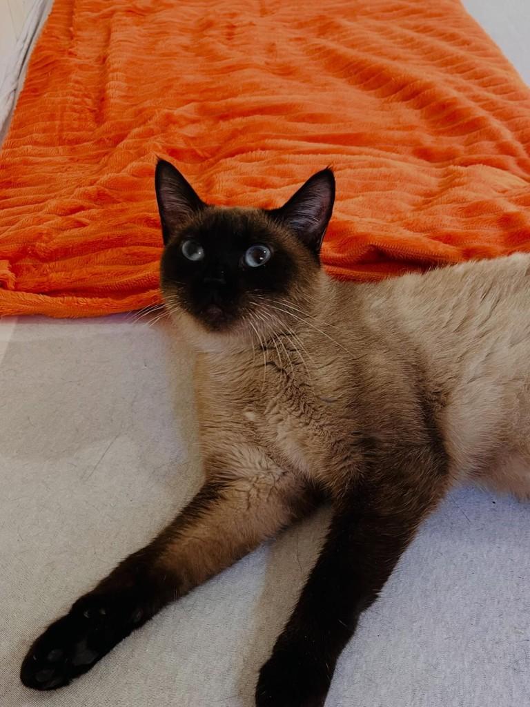 Babalu💜, gato de porte pequeno para adoção em Balneário Camboriú - SC
