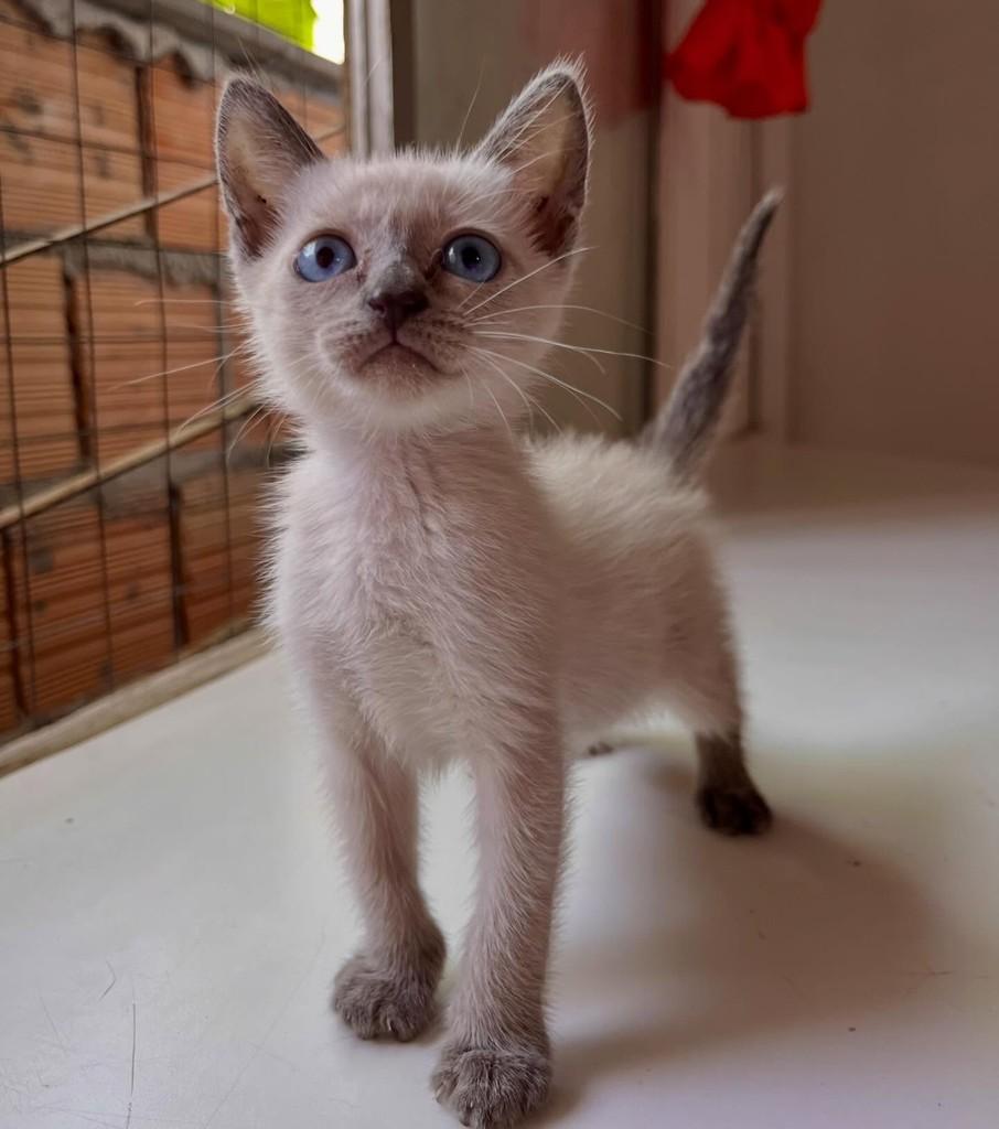 Xuxa, gato de porte pequeno para adoção em Balneário Camboriú - SC