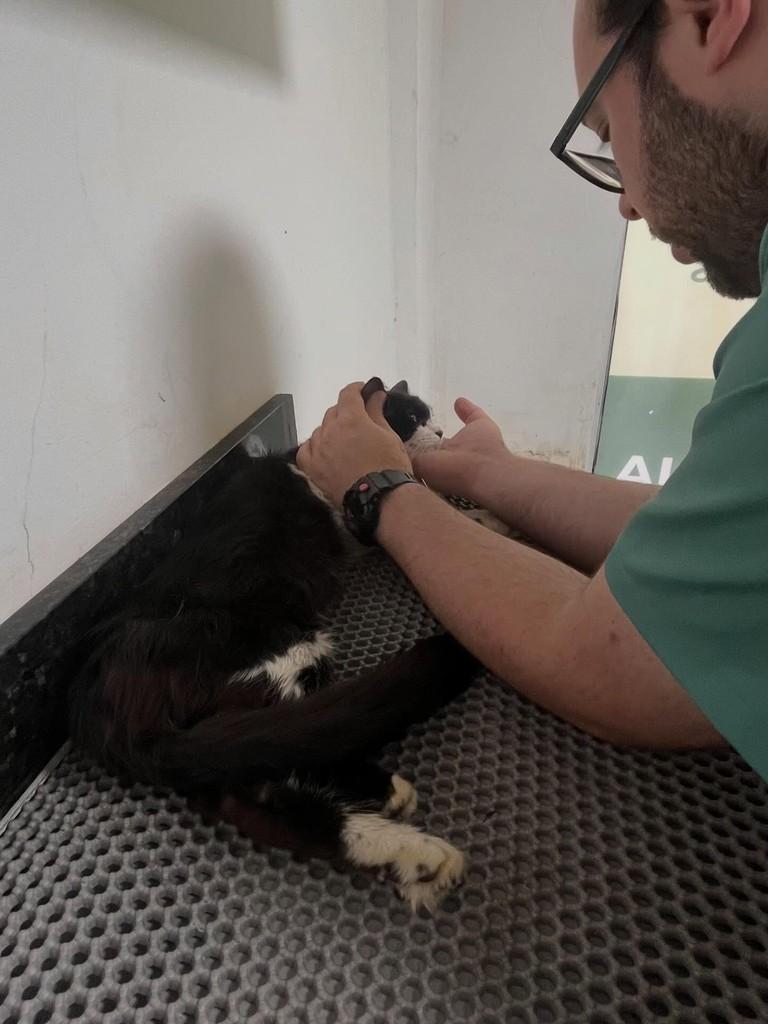 Pietro, cachorro de porte médio para adoção em Balneário Camboriú - SC