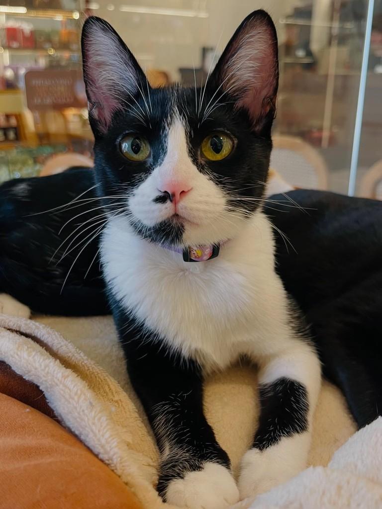 Torcida, gato para adoção em Balneário Camboriú - SC