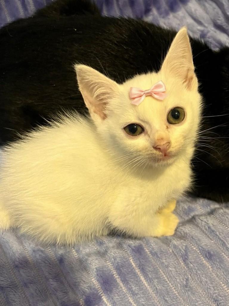 Kikinha, gato de porte pequeno para adoção em Balneário Camboriú - SC