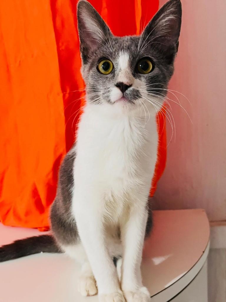Emillio, gato de porte pequeno para adoção em Balneário Camboriú - SC