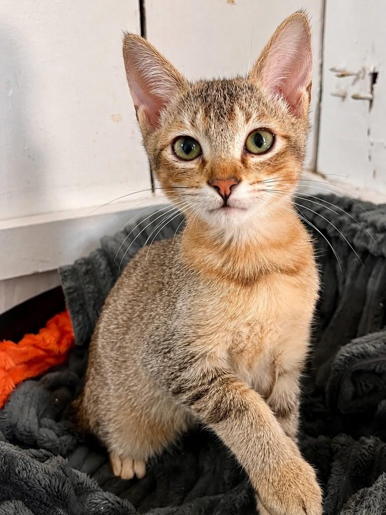 Zion, gato de porte pequeno para adoção em Balneário Camboriú - SC