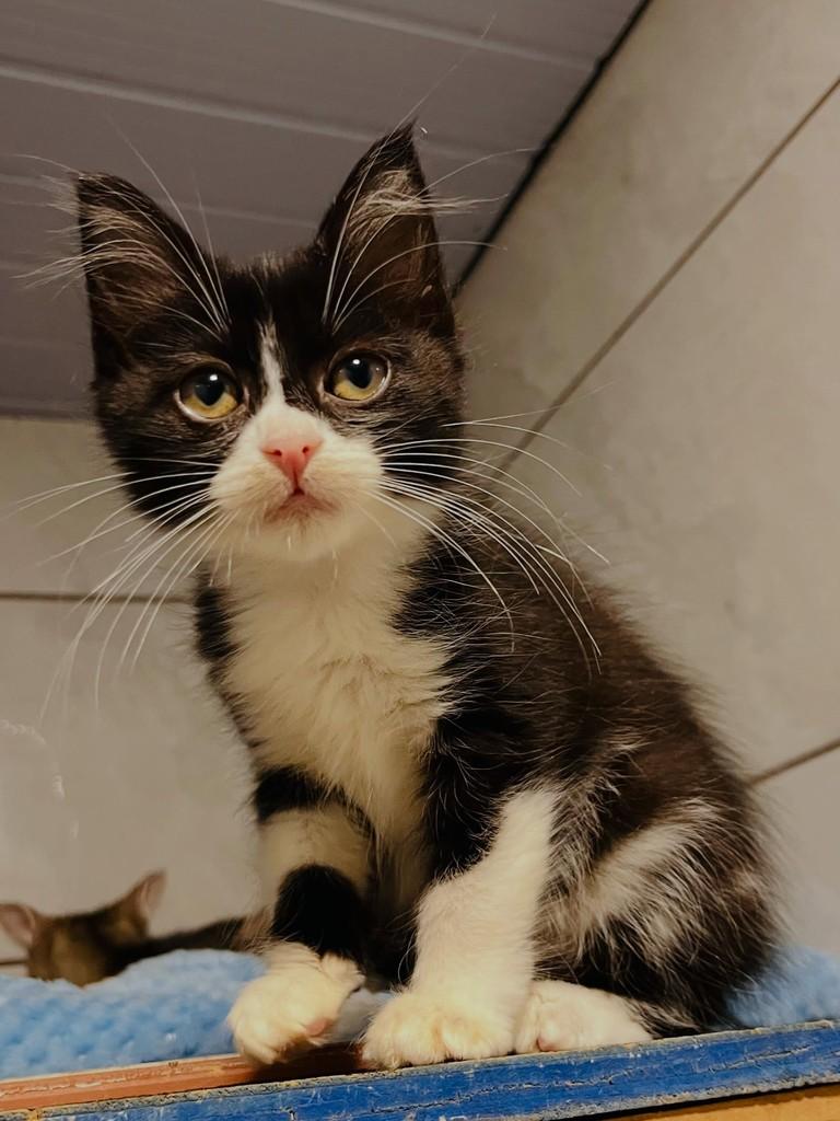 Pimentinha, gato de porte pequeno para adoção em Balneário Camboriú - SC