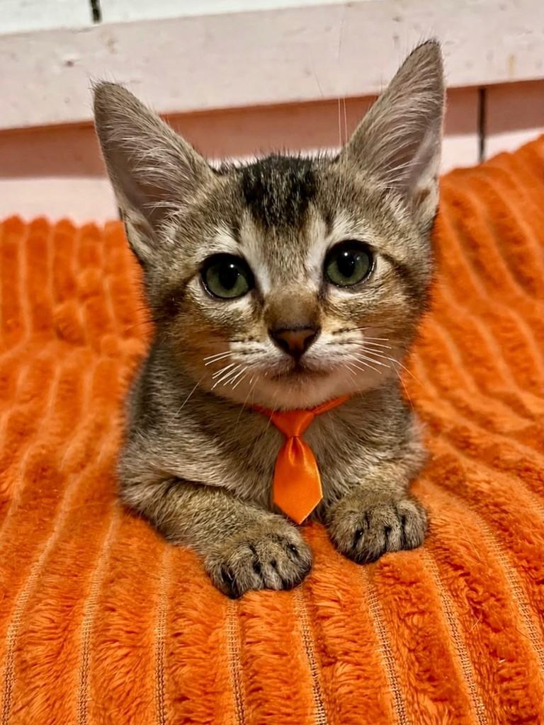 Nenemmmmm, gato de porte pequeno para adoção em Balneário Camboriú - SC