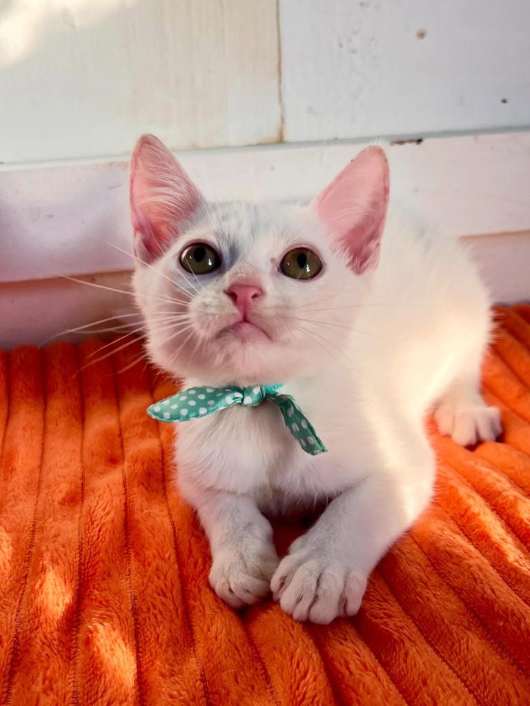 Kikinho, gato de porte pequeno para adoção em Balneário Camboriú - SC