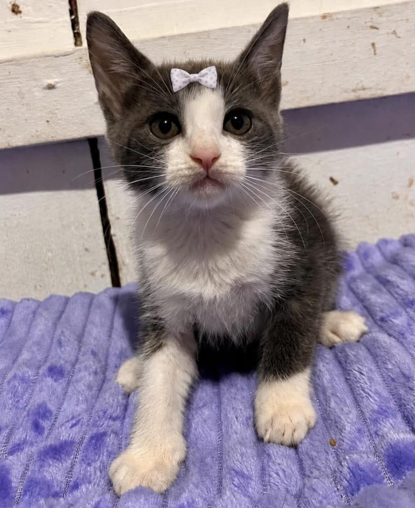 Menininha, gato de porte pequeno para adoção em Balneário Camboriú - SC
