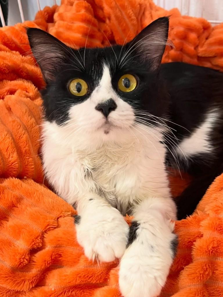 Pietro, gato de porte pequeno para adoção em Balneário Camboriú - SC